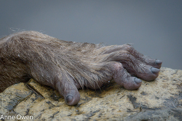 Japanese Macaque