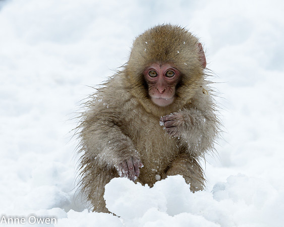 Japanese Macaque