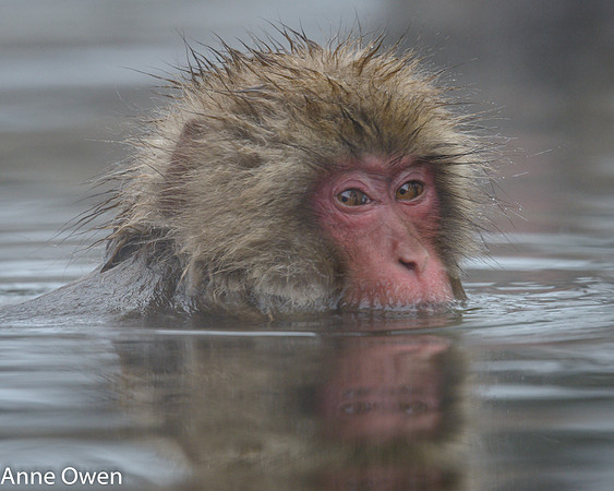 Japanese Macaque