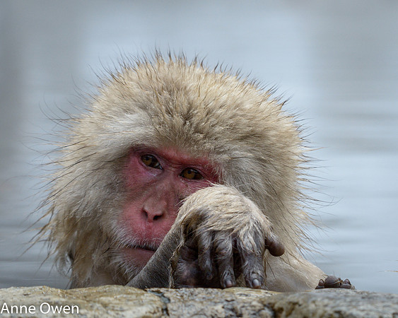 Japanese Macaque posing