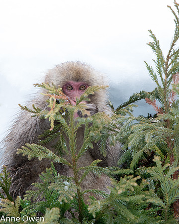 Japanese Macaque