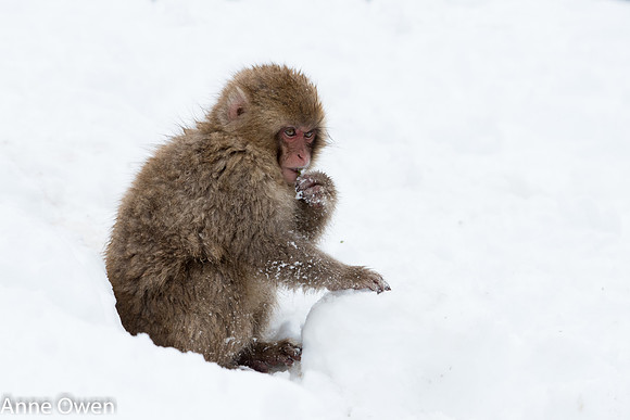 Japanese Macaque