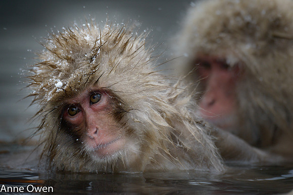 Japanese Macaque