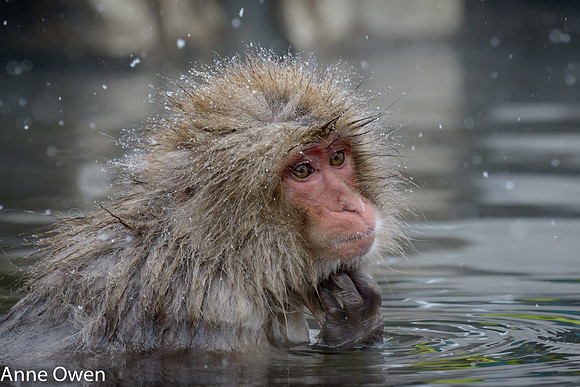 Japanese Macaque
