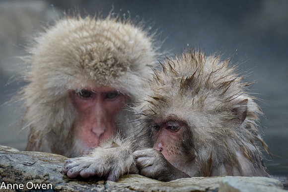 Japanese Macaque
