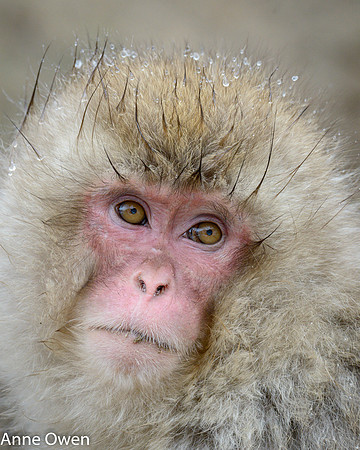 Japanese Macaque