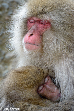 Japanese Macaque mother and child