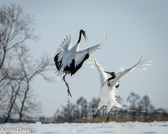 Japanese Red Crowned Crane