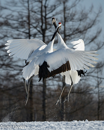 Japanese Red Crowned Crane