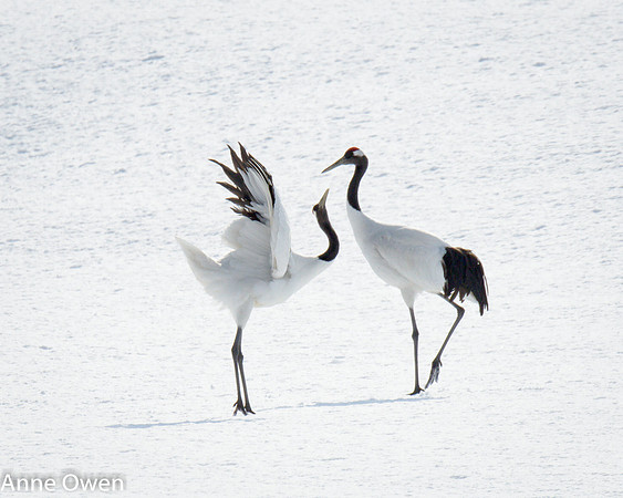 Japanese Red Crowned Cranes