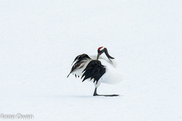 Japanese Red Crowned Crane