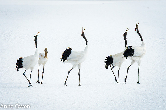 Japanese Red Crowned Crane