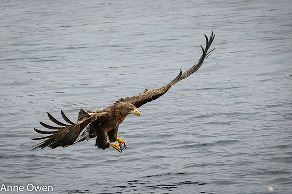 White-tailed Sea Eagle