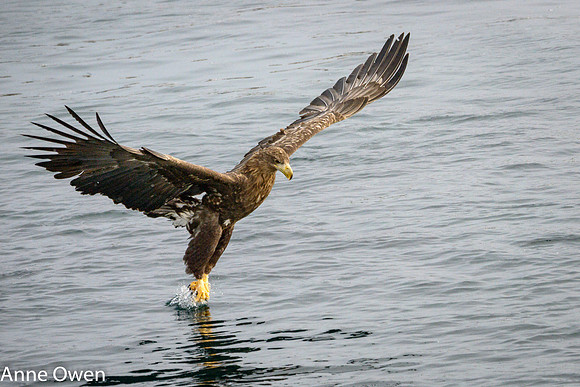 White-tailed Sea Eagle taking fish