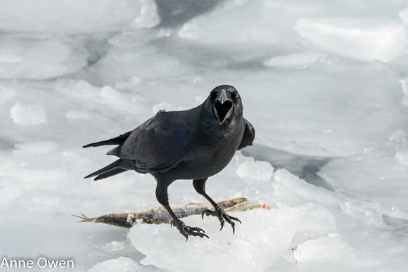 Raven