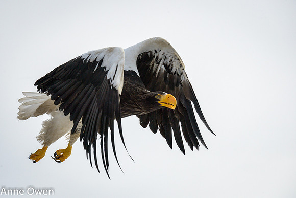 Stellar's Sea Eagle just after take off