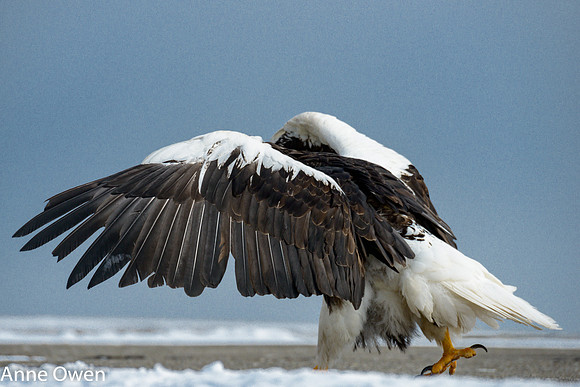 Stellar's Sea Eagle