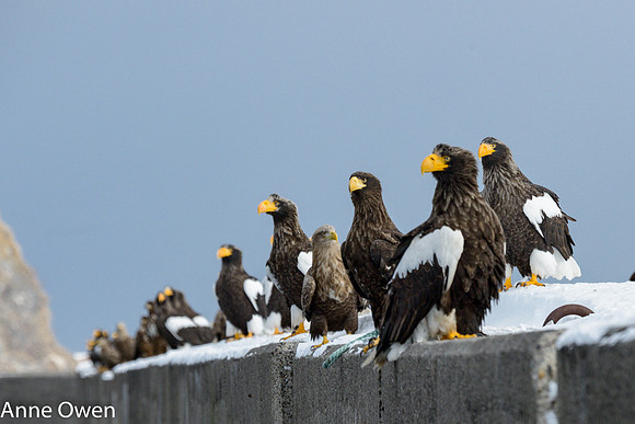 Stellar's Sea Eagles on seawall