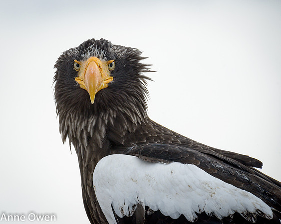 Stellar's Sea Eagle - looking at you
