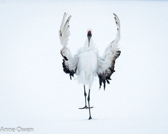 Japanese Red Crowned Crane, landing
