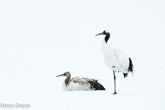 Japanese Red Crowned Crane