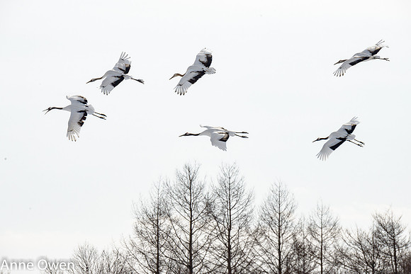 Japanese Red Crowned Cranes approaching