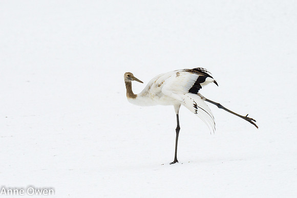 Japanese Red Crowned Crane