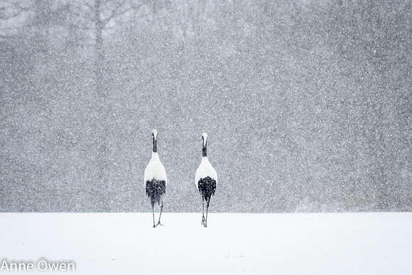 Japanese Red Crowned Crane in snow