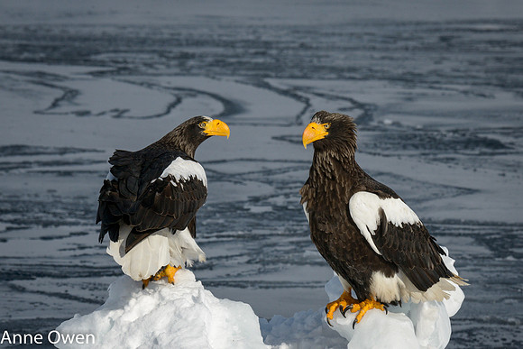 Stellar's Sea Eagles against sea ice