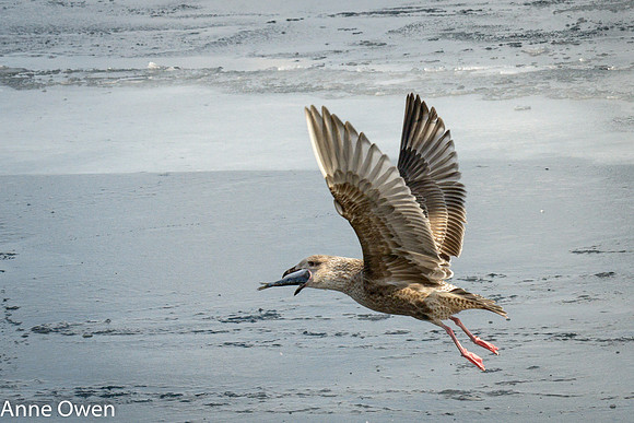 Juvenile Gull