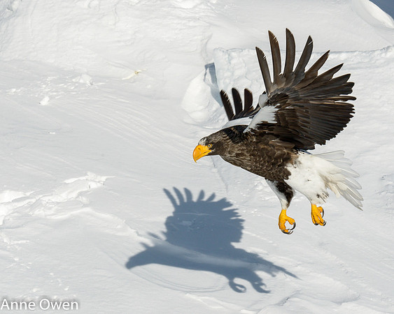 Stellar's Sea Eagle, with shadow