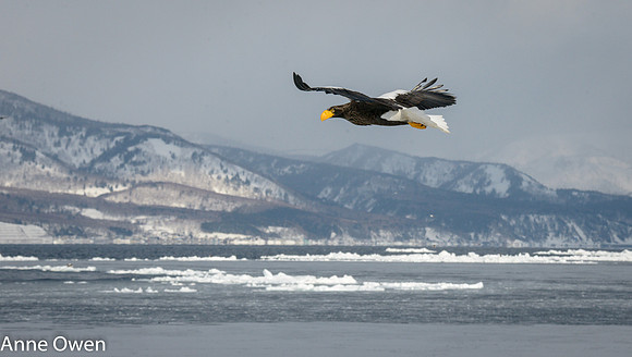 Stellar's Sea Eagle, against Hokkaido hills