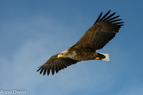 White-tailed Sea Eagle