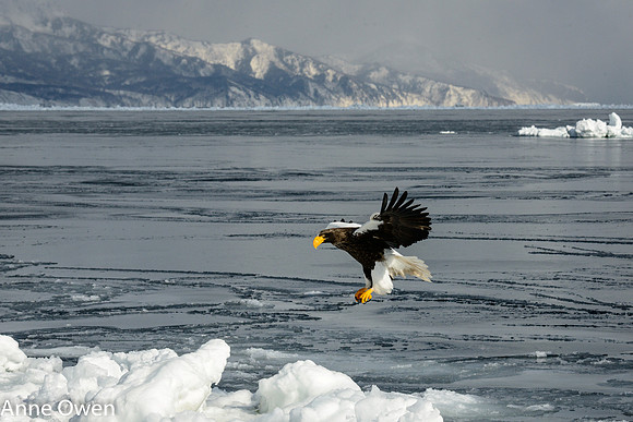 Stellar's Sea Eagle landing on sea ice