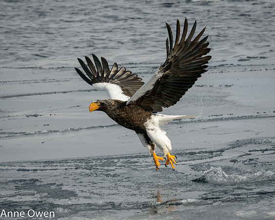 Stellar's Sea Eagle