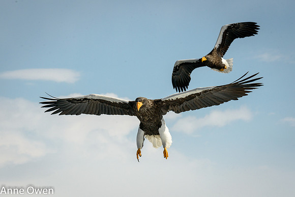 Stellar's Sea Eagles coming into land