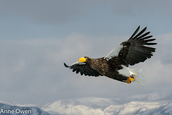 Stellar's Sea Eagle