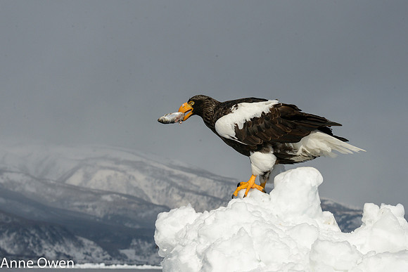 Stellar's Sea Eagle