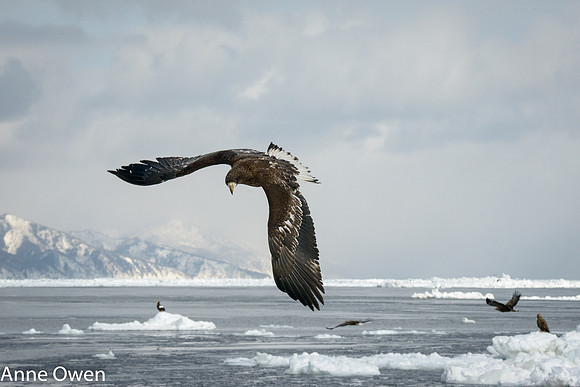 White-tailed Sea Eagle maneuvering