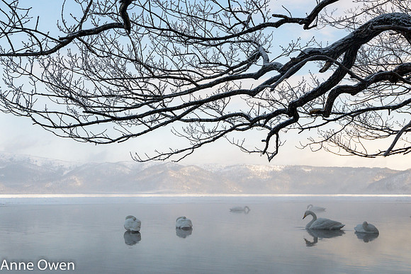 Whooper Swan