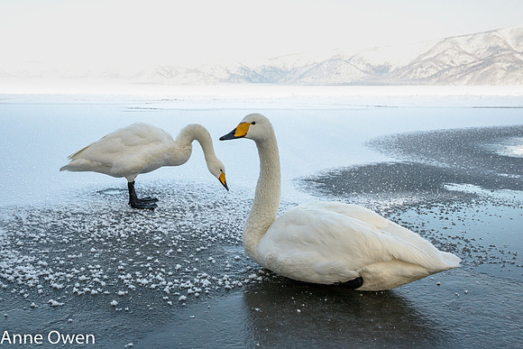 Whooper Swan
