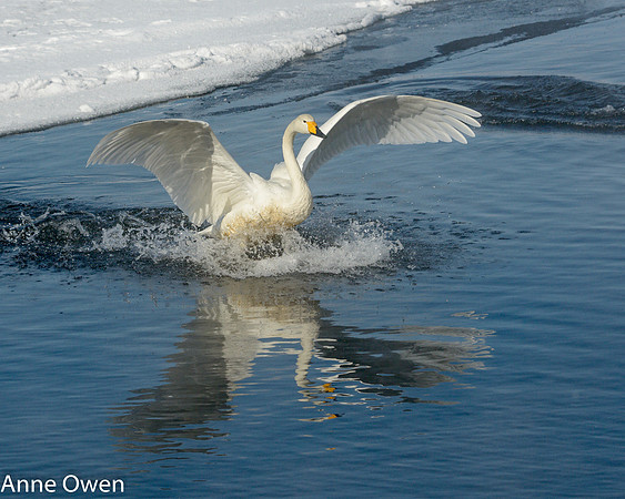 Whooper Swan