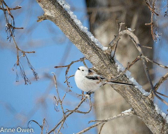 Long-tailed Tit