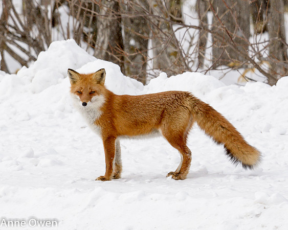 Fox