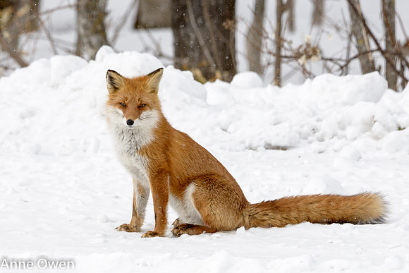Fox