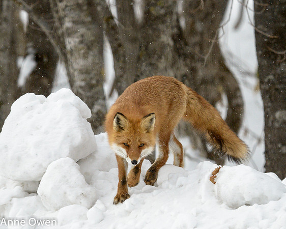 Fox