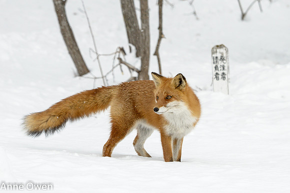 Fox