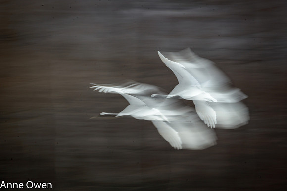 Japanese Red Crowned Cranes sin slo-mo