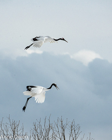 Japanese Red Crowned Crane