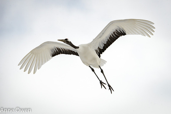 Japanese Red Crowned Crane